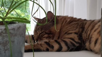 Чистокровный бенгальский кот вязка