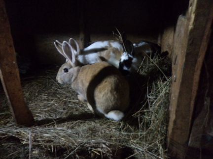 Самки и самцы кролика возраст 12 месяцев