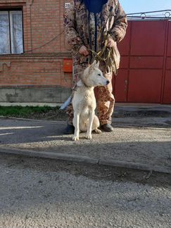 Лайка зарадно-сибирская, 1 год