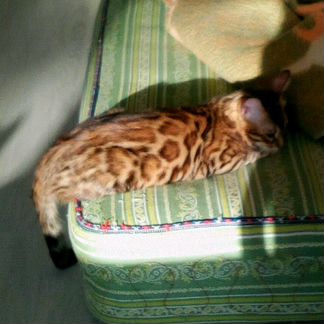Бенгальская кошка ждет кота