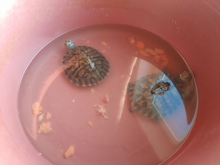 2 Черепахи с их 