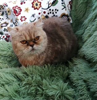 Красивая кошка Шанель, с признаками породы ищет до