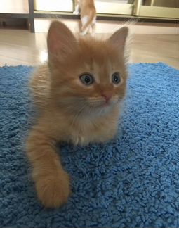 Рыжие котята 1,5 месяца в добрые руки