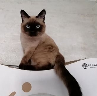 Тайский котик