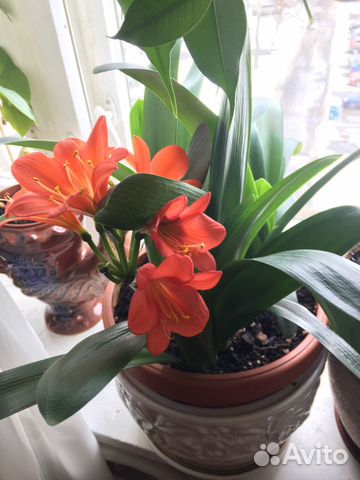 Цветы Кливия