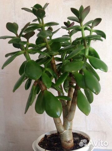 Цветок Толстянка древовидное (денежное дерево)