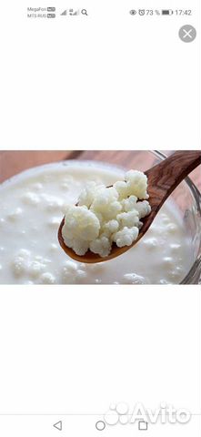 Тибетский молочный гриб