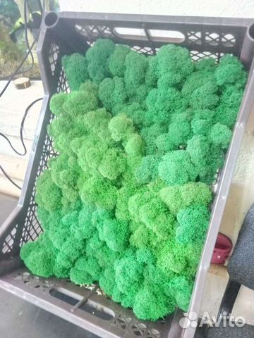 Мох ягель стабилизированный