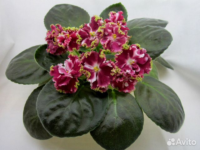 Фиалка золотой петушок фото и описание