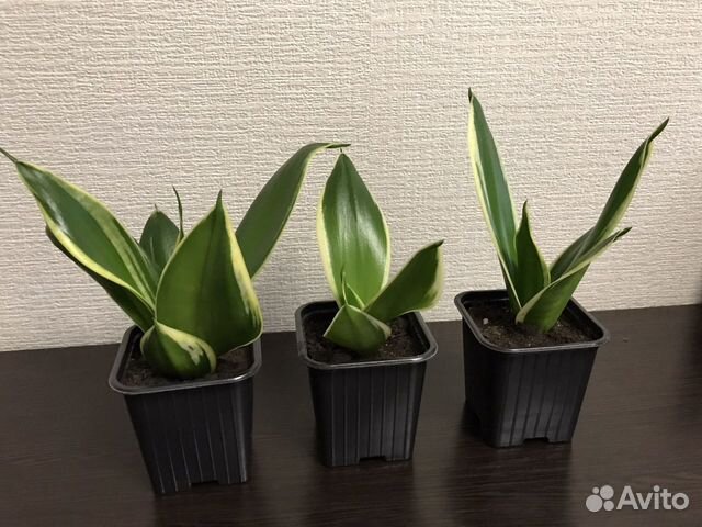 Сансевиерия низкий сорт