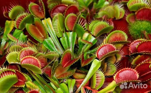 Венерина Мухоловка, семена