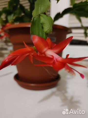 Декабрист шлюмбергера,рипсадопсис