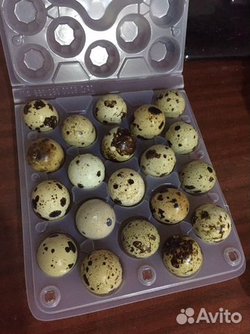 Яйца перепелиные столовые отборные, инкубационные