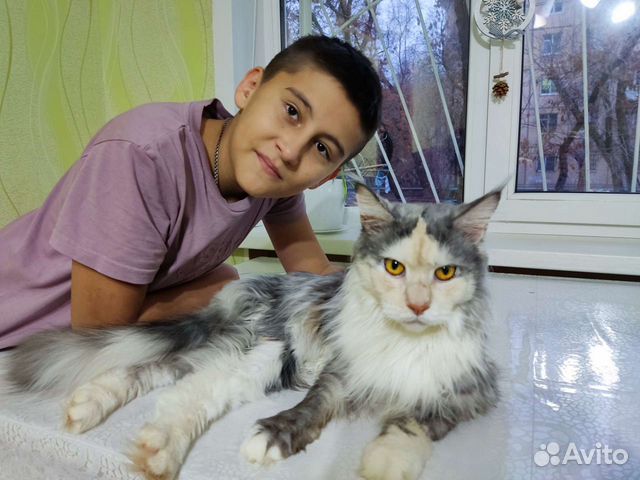 Передержка собак и кошек