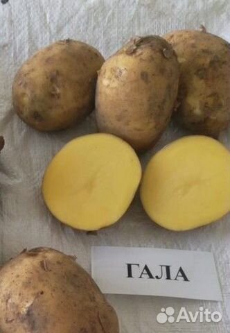 Семенной картофель