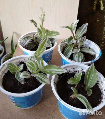 Традесканция