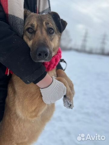 Красотка Кози в активном поиске мампап