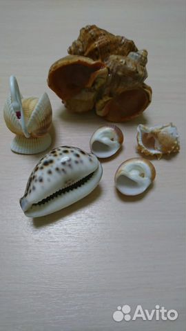 Морские ракушки интерьерные
