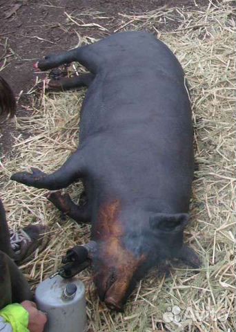 Мясо свинина домашняя, сало