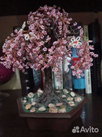 Сакура деревце