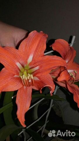Лилия гиппеаструм комнатные растения