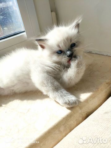 Котята Рэгдолл (Ragdoll)