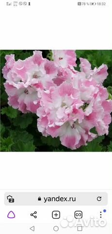 Королевская пеларгония