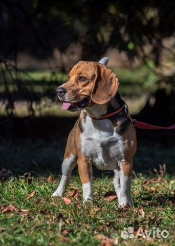 Бигль(вязка)