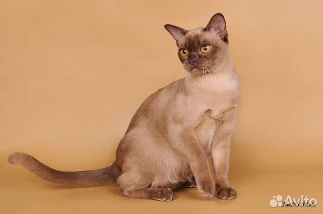 Продам котят породы Бурма купить на Зозу.ру - фотография № 3