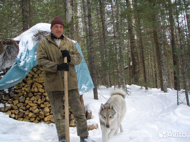 Щенки зсл от рабочих собак купить на Зозу.ру - фотография № 4