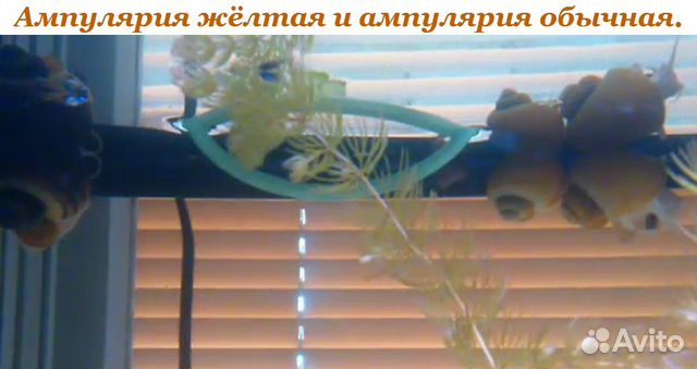 Гуппи, Дафния живая. Растения купить на Зозу.ру - фотография № 3