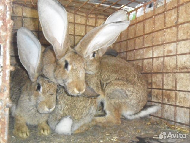 Кролики, Калифорния, шиншила. Фландер купить на Зозу.ру - фотография № 3