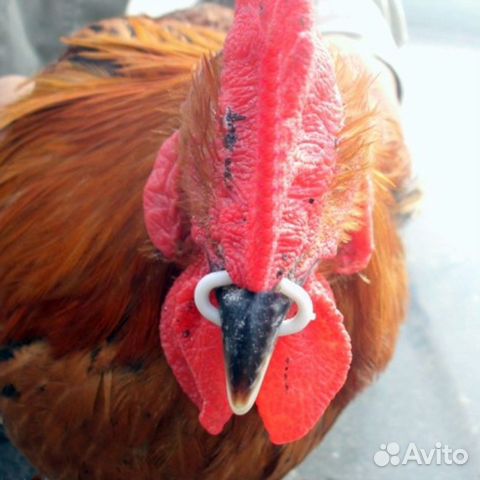 Очки для птиц фазан петух куры все размеры и типы купить на Зозу.ру - фотография № 9