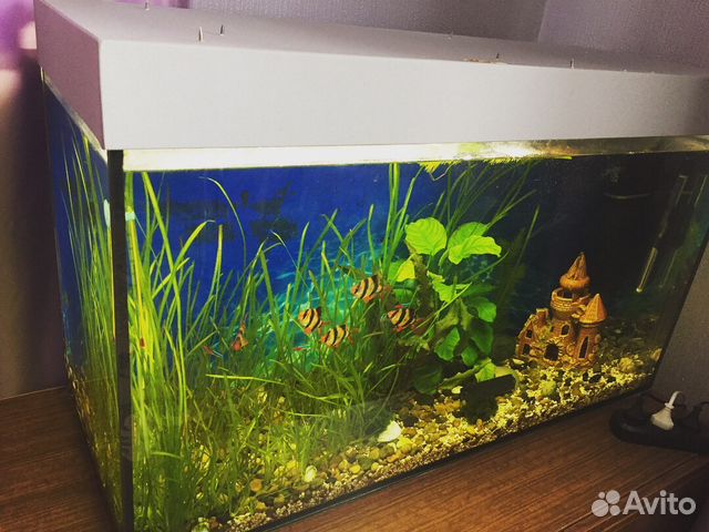 Продаётся аквариум на 180л купить на Зозу.ру - фотография № 1