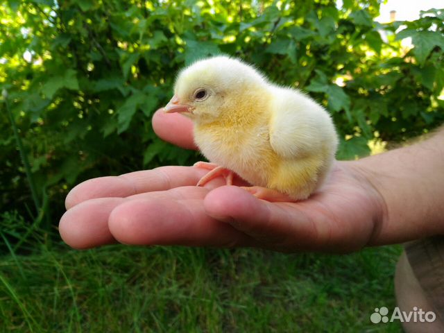 Как должен выглядеть бройлер в 1 месяц фото