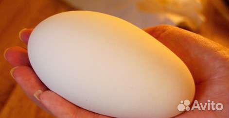 Продаются гусиные яйца для инкубатора купить на Зозу.ру - фотография № 1