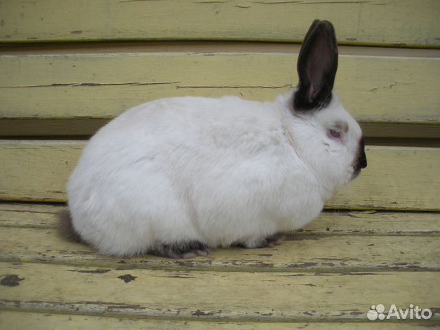 Продам кроликов калифорнийской породы купить на Зозу.ру - фотография № 1