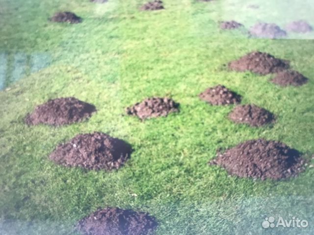 Кроты - уничтожение (отлов), гарантия, крысы,мыши Кроты - уничтожение (отлов), гарантия, крысы,мыши