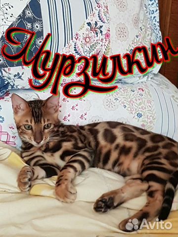 Вязка с бенгальским котом Вязка с бенгальским котом