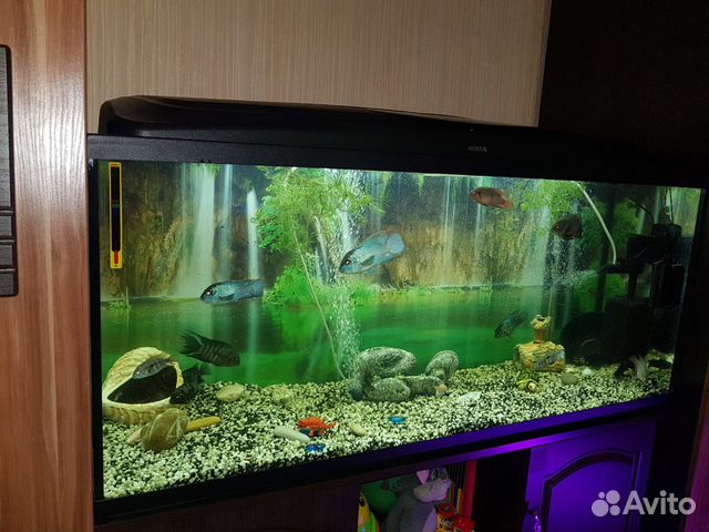 Аквариум aquael 240 литров с рыбами) купить на Зозу.ру - фотография № 2