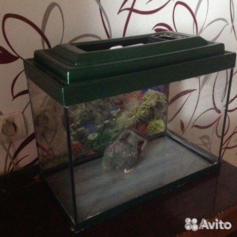 Продаю аквариум 30 литров + принадлежности купить на Зозу.ру - фотография № 3