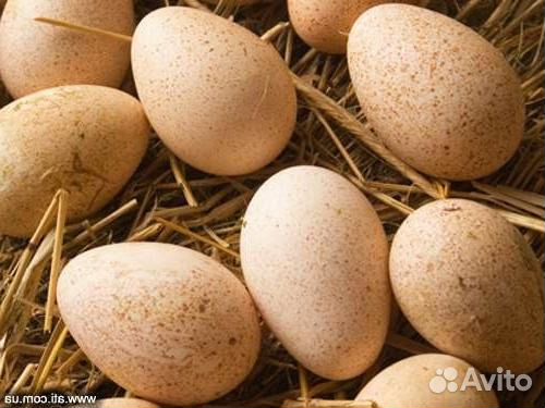 Яйцо кура, индюк, фазан купить на Зозу.ру - фотография № 2