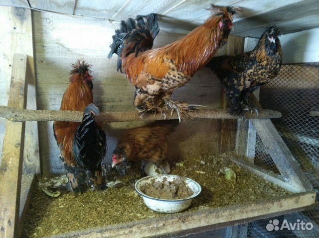 Яйцо куриное инкубационное купить на Зозу.ру - фотография № 6