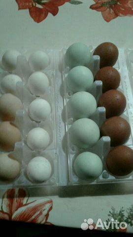Инкубационное яйцо породной птицы купить на Зозу.ру - фотография № 1