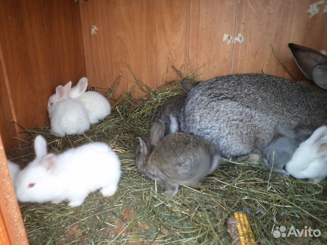 Кролики Фландр 1 мес купить на Зозу.ру - фотография № 3