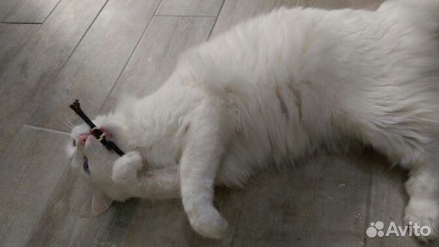 Жевательная игрушка из натуральной кошачьей мяты