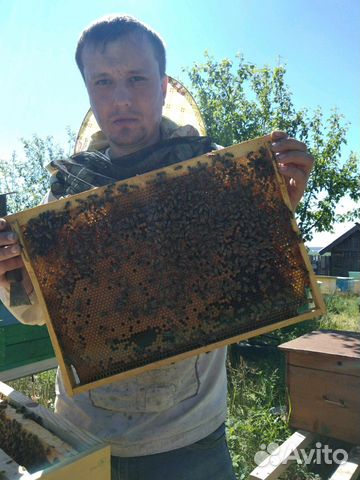 Пчелопакеты. Семьи пчел купить на Зозу.ру - фотография № 1