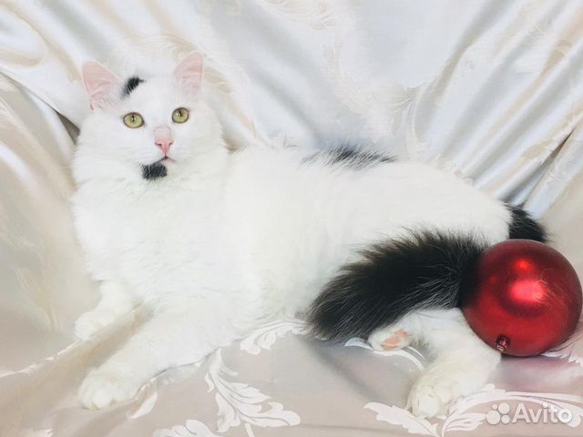 Котёнок-подросток кастрированный в дар Котёнок-подросток кастрированный в дар