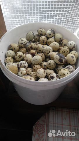 Перепелиное яйцо для инкубации купить на Зозу.ру - фотография № 1
