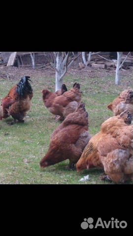 Продаем инкубационные яйца и цыплят, породы Брама купить на Зозу.ру - фотография № 2